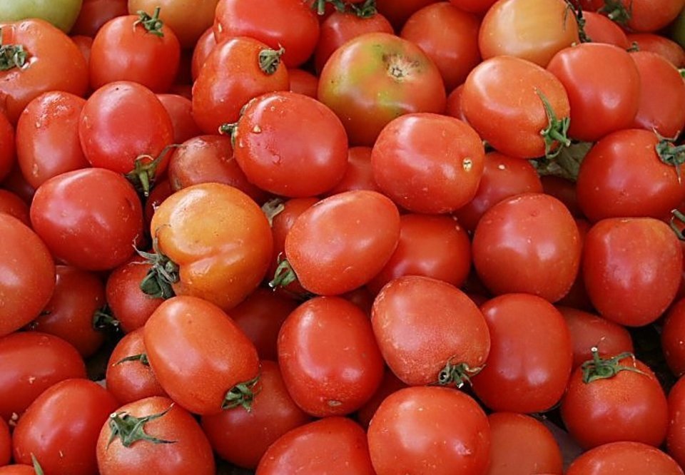 Main 6 tomate