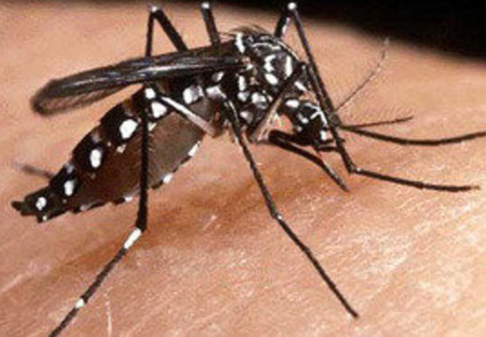 Main secretaria de saude intensifica acoes contra a dengue