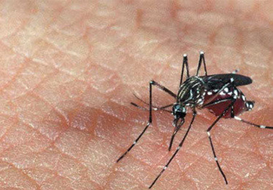 Main 2504 dengue diagnostico rapidez