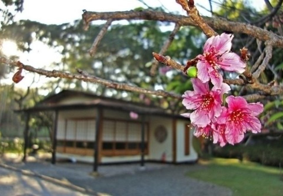 Main 181806 flor de cerejeira suziane fonseca