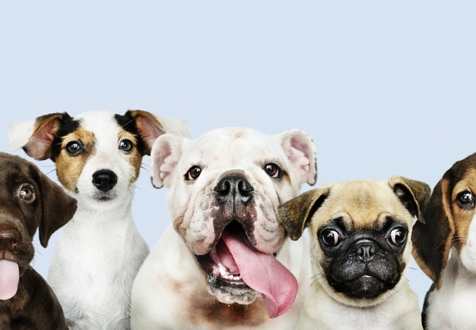 Main group portrait of adorable puppies  1 
